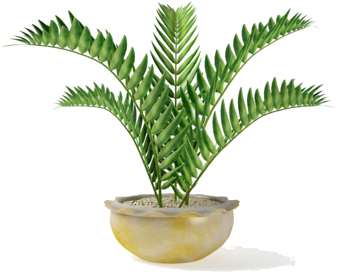 Fern Png (710x710), Png Download