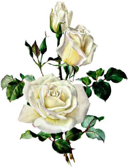 Розы Botanical Illustration, Botanical Drawings, Rose - Vintage Rose Print (500x652), Png Download