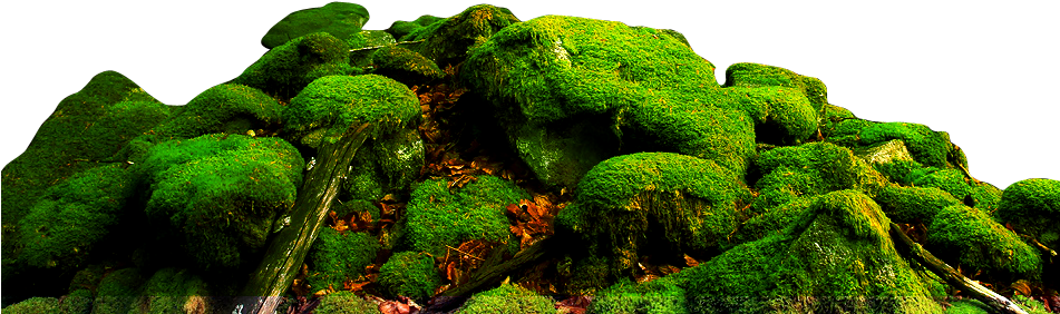 Moss Vector Png Transparent Stock - My Story Book: Silvia Martel (950x375), Png Download