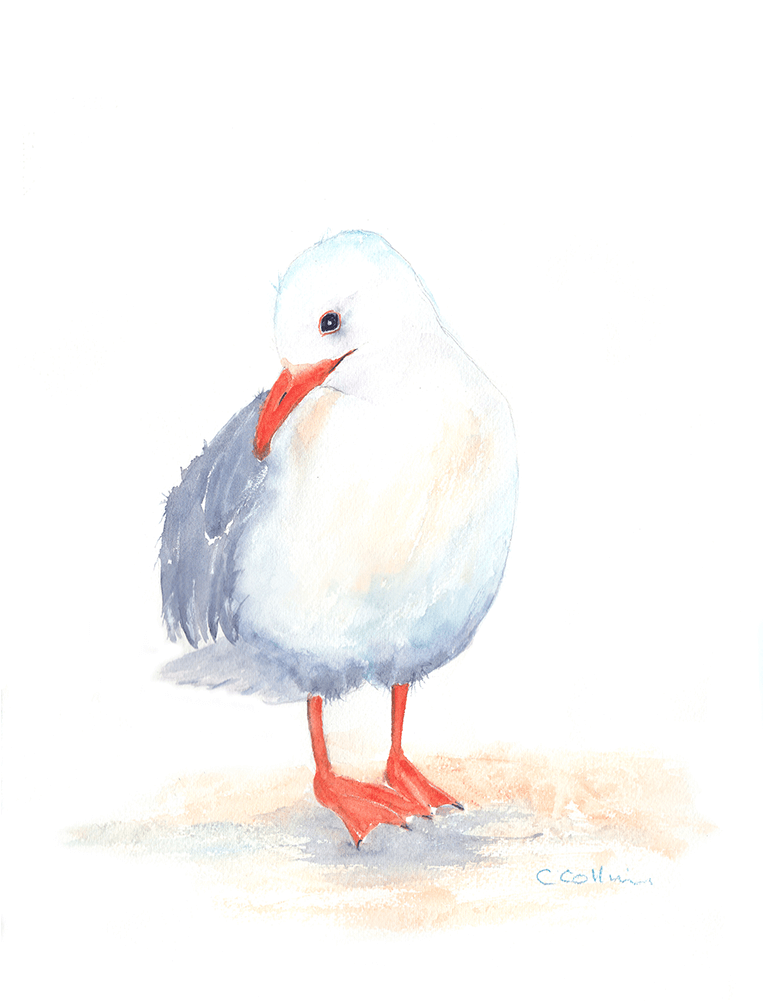 Watercolour Seagulls - Seagull Watercolour One Of Three Framed Print Size: (1000x1000), Png Download