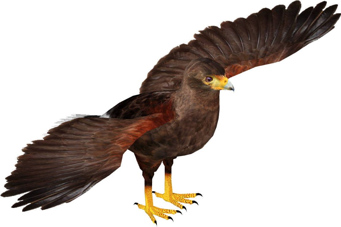 Zt2 Hawk (1109x1109), Png Download