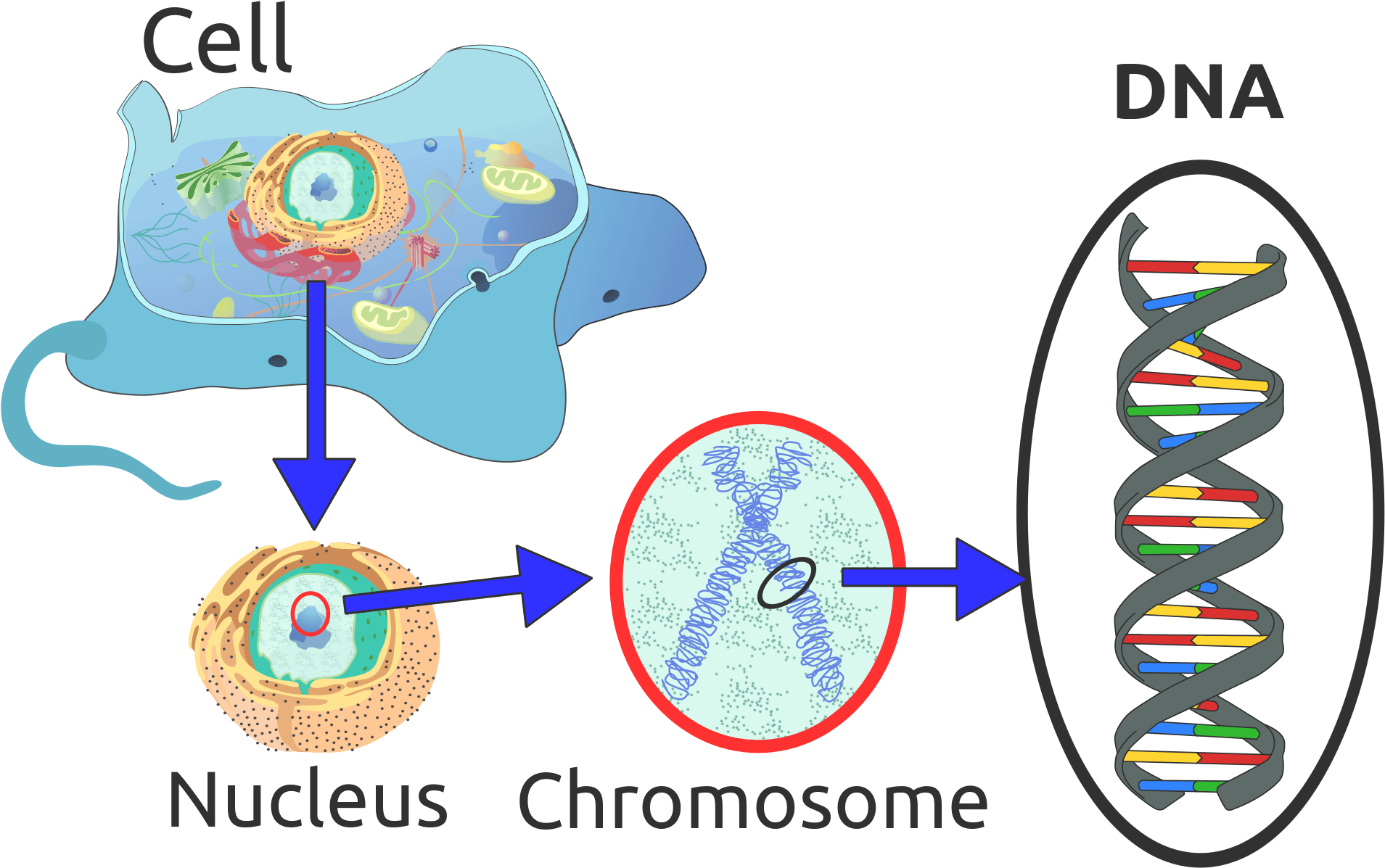 Deoxyribonucleic Acid, It's Fantastic A Presidents - Dna Important To A Cell (2000x1235), Png Download