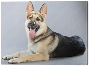 Beautiful German Shepherd Dog Isolated On Grey Background - Alsatian Dog (400x400), Png Download