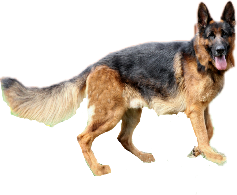 Jpg Black And White Download Clipart German Shepherd - German Shepherd Pngs (834x684), Png Download