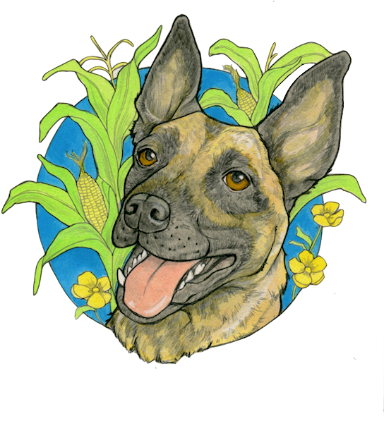 Pet Portrait - Anya - Teddy Roosevelt Terrier (562x687), Png Download