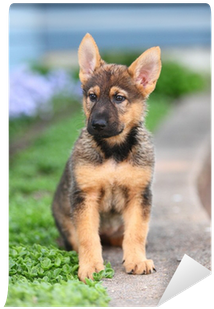 A German Shepherd Puppy Sits Alert In A Garden Wall - German Shepherd (400x400), Png Download
