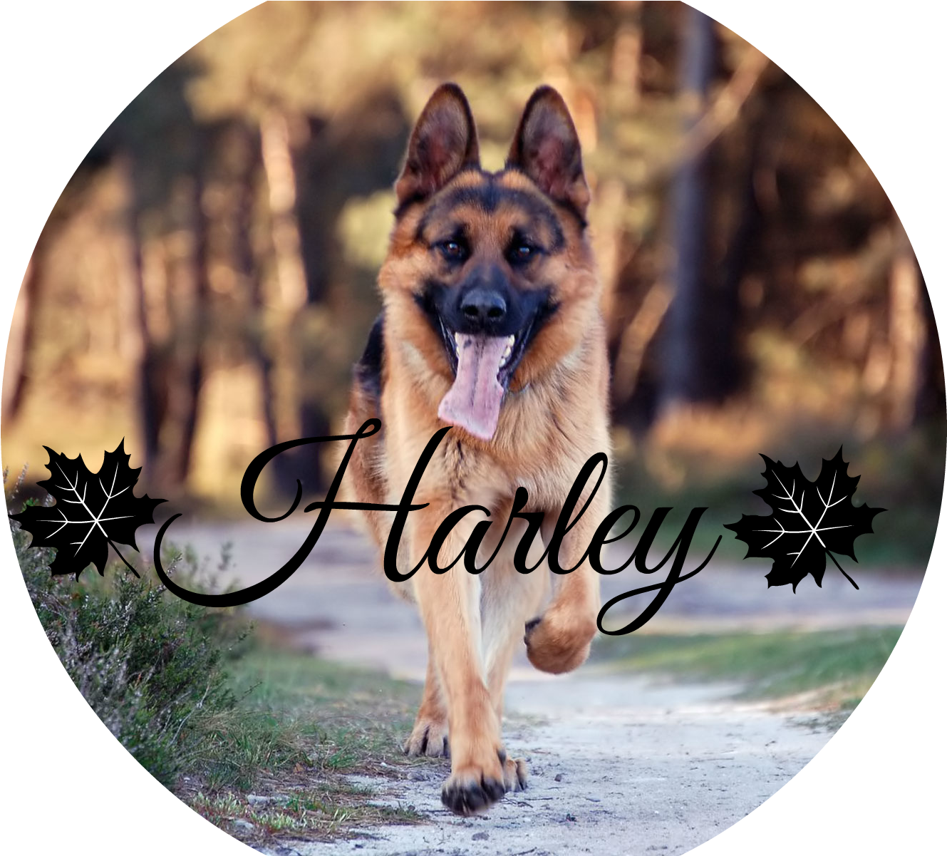 German Shepherd Dog Hd Wallpaper 2013 01 - Cute German Shepherd Female (1600x1200), Png Download