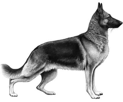German Shepherd Dog - Old German Shepherd Dog (450x360), Png Download