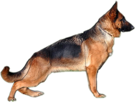 Old German Shepherd Dog (431x326), Png Download