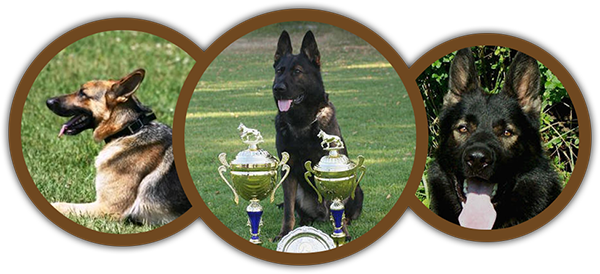 German Shepherd (600x274), Png Download
