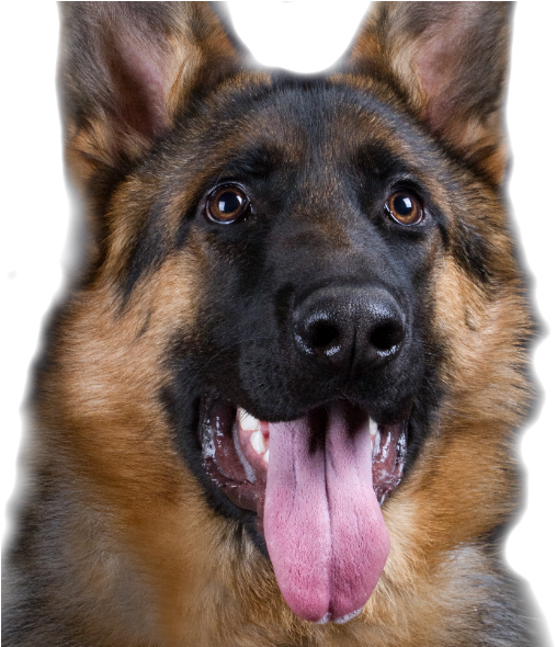 German Shepherd Dog Training Australia - Police Dog (608x589), Png Download