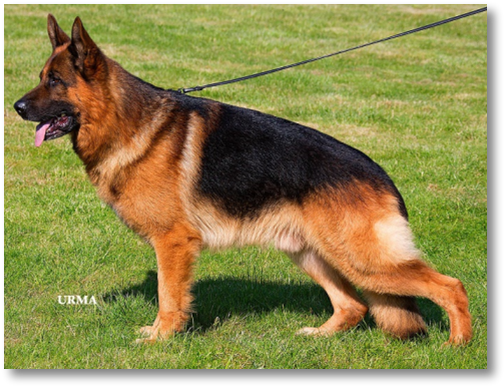 Ikon Pd Test Certificate 10557756 930176047008760 2410181712194727281 - German Shepherd (519x401), Png Download