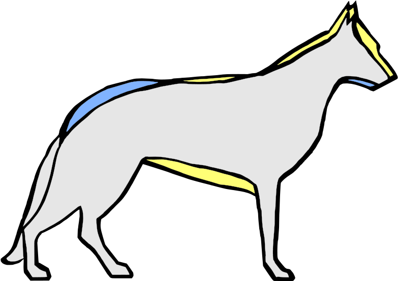 German Shepherd Dog In The Past And Now - Horand Von Grafrath (800x600), Png Download