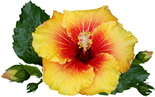 Hibiscus, Flower, Tropical, Plant, Bloom - Tropical Plant Tropical Flowers Png (536x340), Png Download