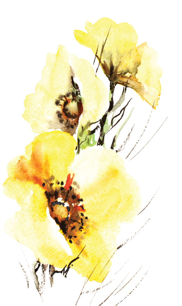 Meadowfoam Vector (800x1100), Png Download