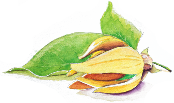 Ylang Ylang - Peanut Butter Fruit (600x354), Png Download