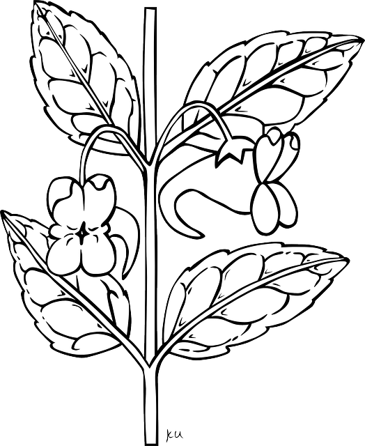 Outline, Plants, Flower, Flowers, Outlines, Impatiens - Outline Of A Stem (524x640), Png Download