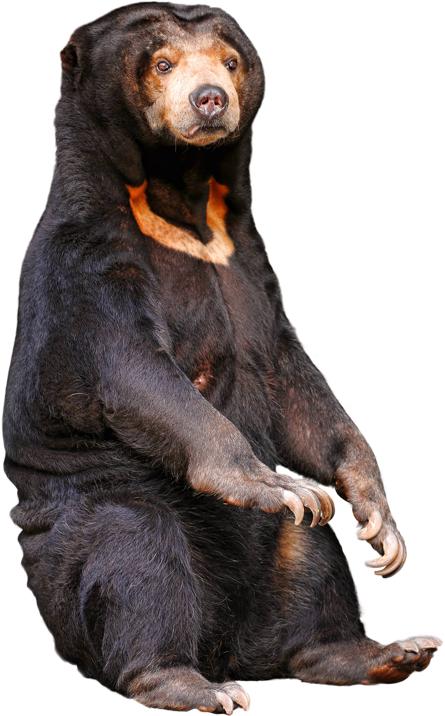 A Sitting Sun Bear [1529 X 2458] - Starving Bears In Zoo (1529x2458), Png Download