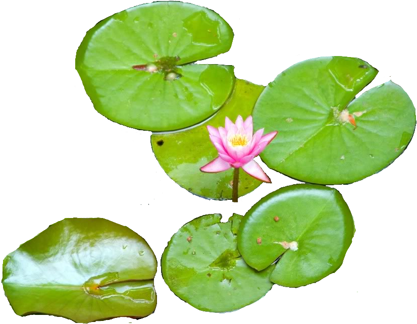 Free Png Water Lily Png Images Transparent - Water Lily Png (850x567), Png Download