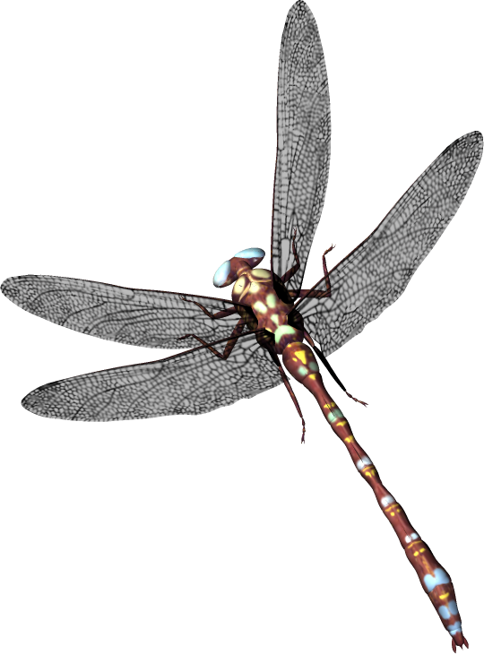 Dragonfly Png (540x730), Png Download