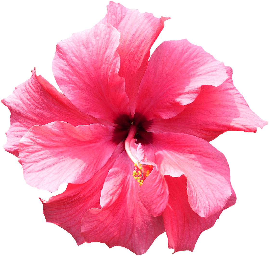 Png - Tropical Flower Transparent Background (640x559), Png Download