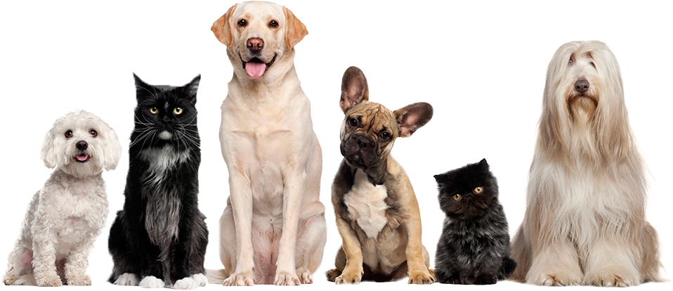 Labrador. Labrador Dog Complete Owners Manual. Labrador (990x440), Png Download