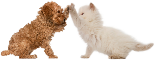 Buster's Friends - Dog And Cat High Five (600x232), Png Download