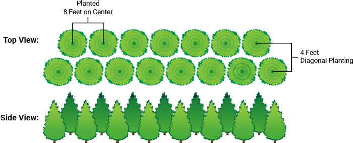 Thuja Green Giant Privacy Evergreen Staggered Row - Arborvitae Green Giant Spacing (700x285), Png Download