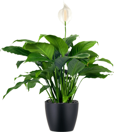 Awesome Lowlight Indoor Plant Japanese Peace Lily In - Low Maintenance House Plants (500x500), Png Download