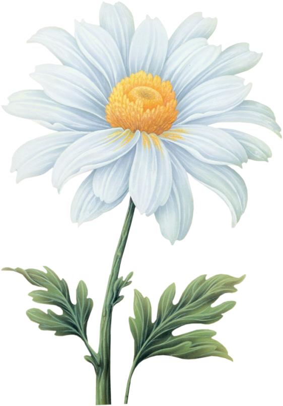 Tropical Flowers Png - Daisy Png (638x850), Png Download