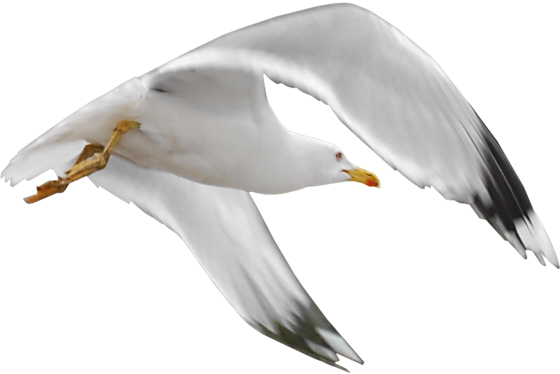 Gull Png - Oiseaux De Mer Png (800x534), Png Download