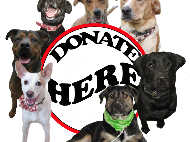 Visit Our Website - Companion Dog (800x600), Png Download