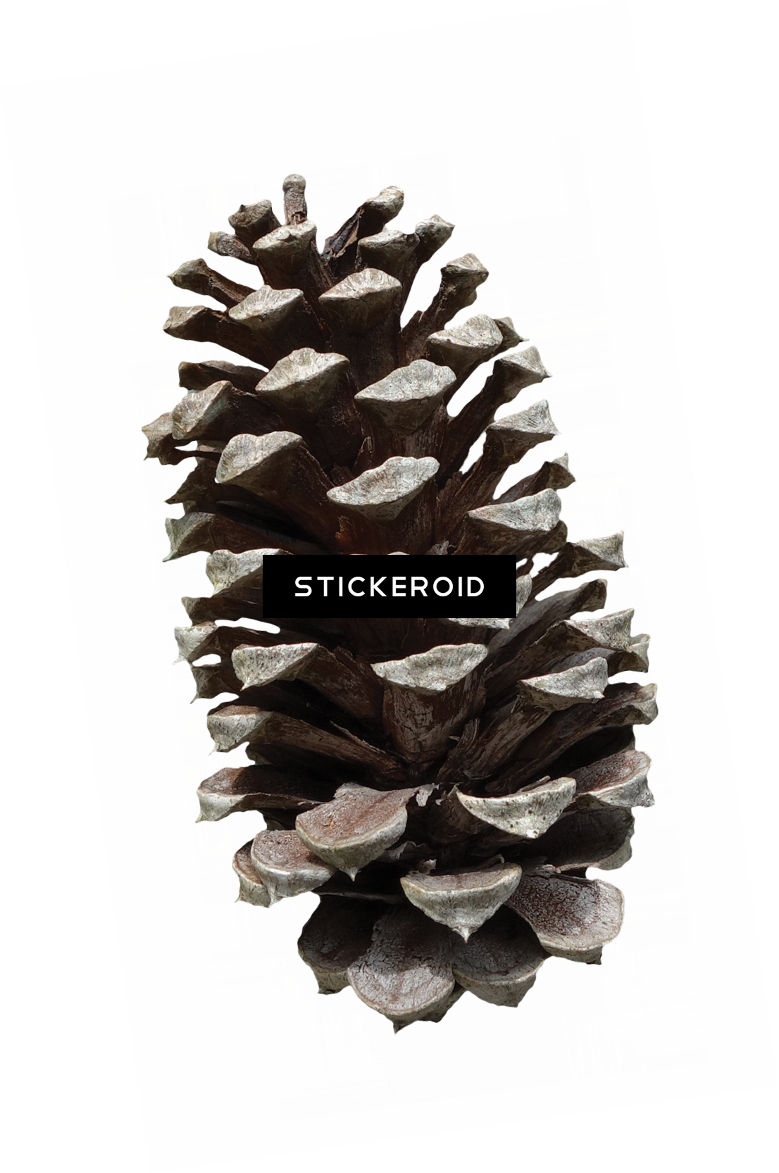 Pine Cone - Pinus Fruit (1106x1666), Png Download