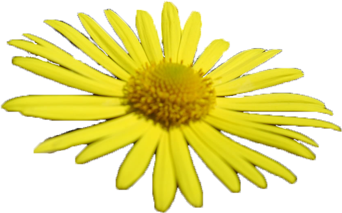 Posted By Brushespngs At - Friendship Is Magic Rainbow Dash (704x474), Png Download