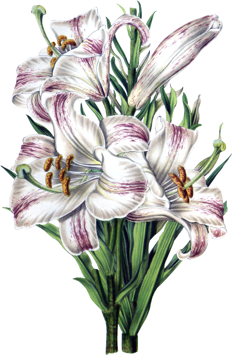 Lily Bouquet Png Physical Element - Flore Des Serres Et Des Jardins De L'europe (1024x1280), Png Download