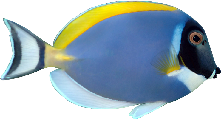 Svg Royalty Free Download Masked Downloads Tropical - Powder Blue Tang Png (781x429), Png Download