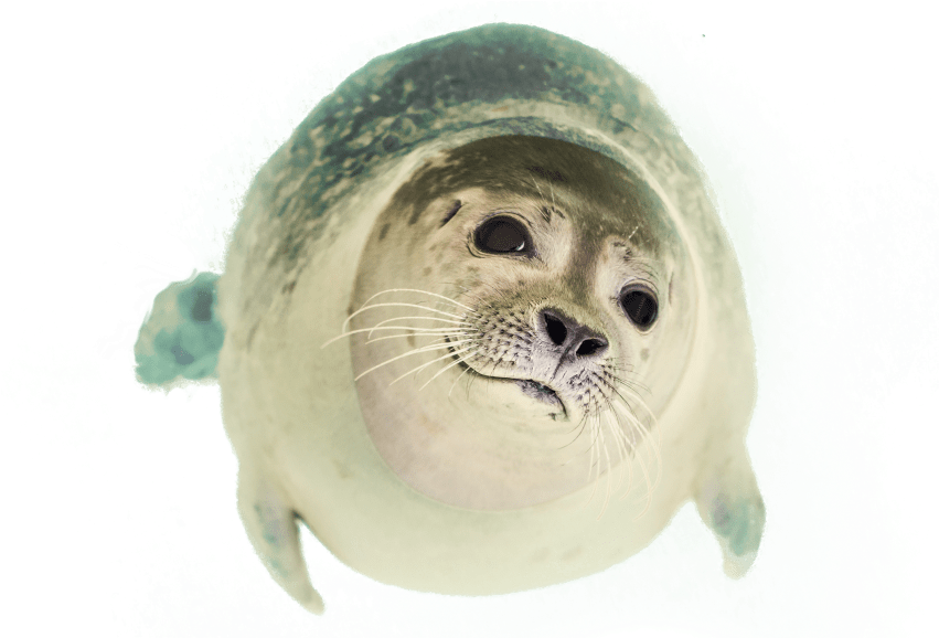 Free Png Seal Swimming Png Images Transparent - Seal Animal Png (850x594), Png Download