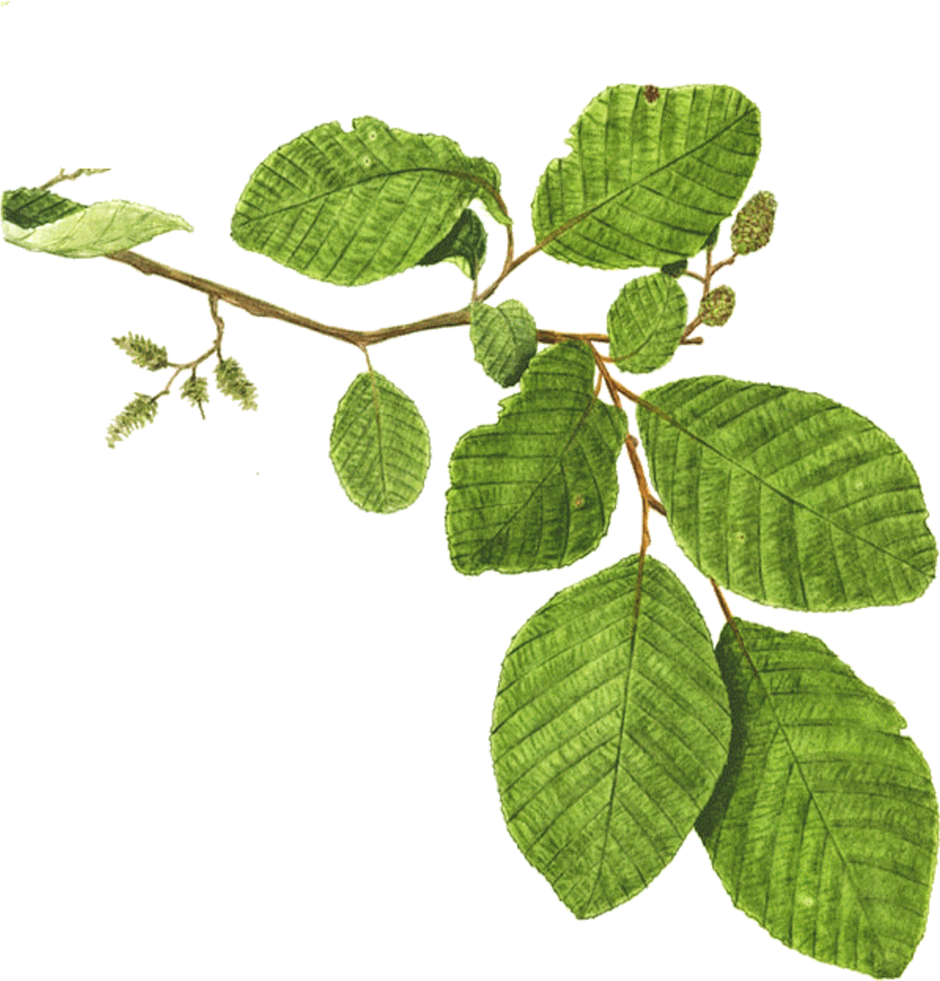 Mentha Spicata Branch Plant Mint Leaf - Mint (1500x1500), Png Download