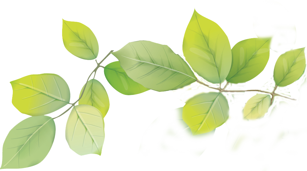 Leafs Png (1008x564), Png Download
