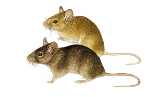Rodent Problems - Marsh Rice Rat (995x340), Png Download
