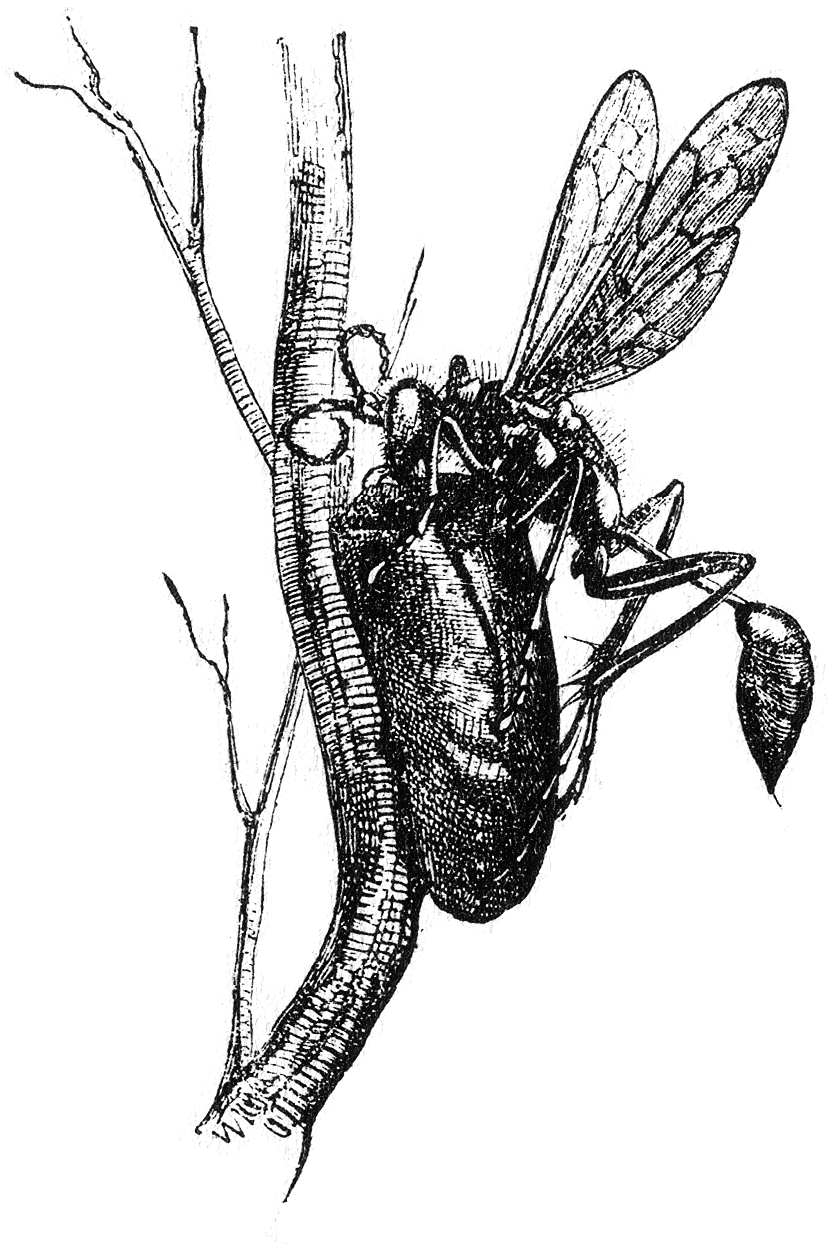 Naturalist On The River Amazons Figure 17 License - Sceliphron (887x1280), Png Download