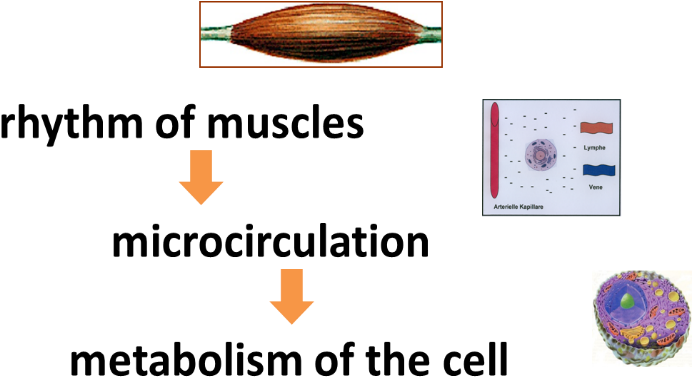 Muscles Png (964x418), Png Download