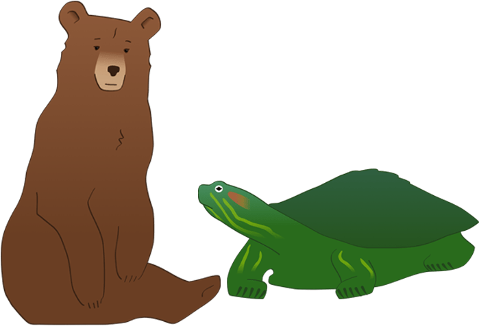 Bear-turtle - Bear (768x509), Png Download