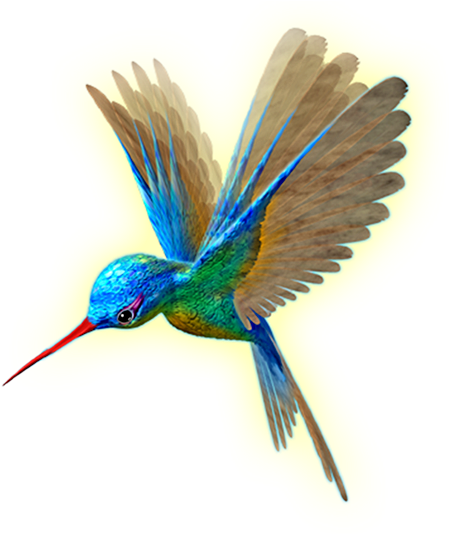 Beija Flor Em Png - Flight (450x800), Png Download
