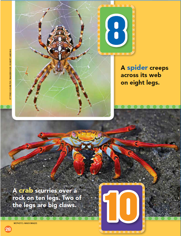 How Many Legs - Wolf Spider (1152x756), Png Download