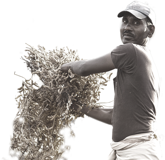 Global Demand For Agricultural And Forestry Commodities (800x570), Png Download