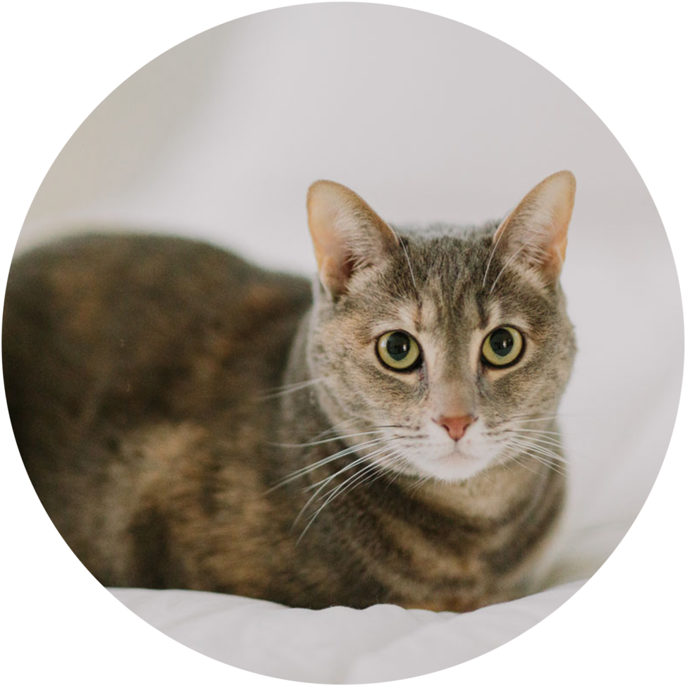 Zoey - Portable Network Graphics (1000x1000), Png Download