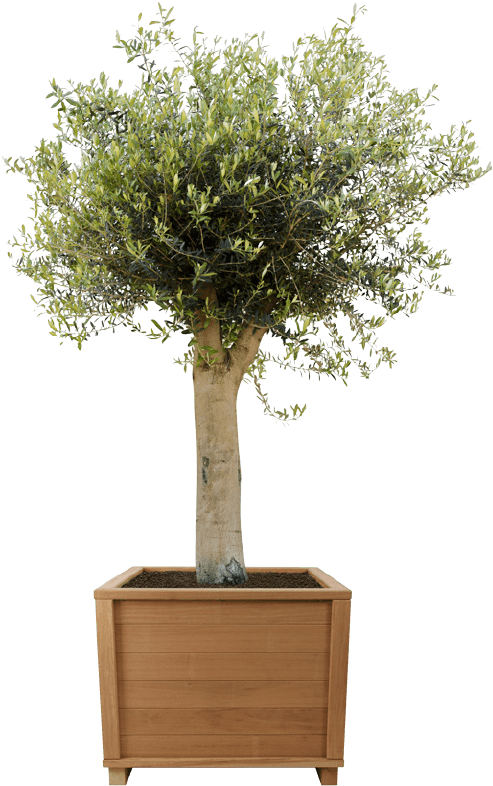 River Birch Png (630x834), Png Download