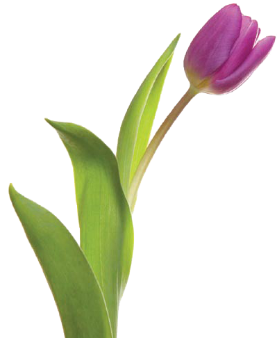 Thirsty Flowers - Tulip (500x500), Png Download