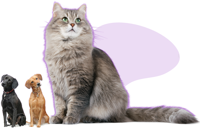 Dog Img Cat - Cute Cat Png (673x434), Png Download